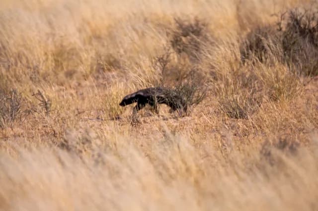 Fierce African Honey Badger on Night Patrol