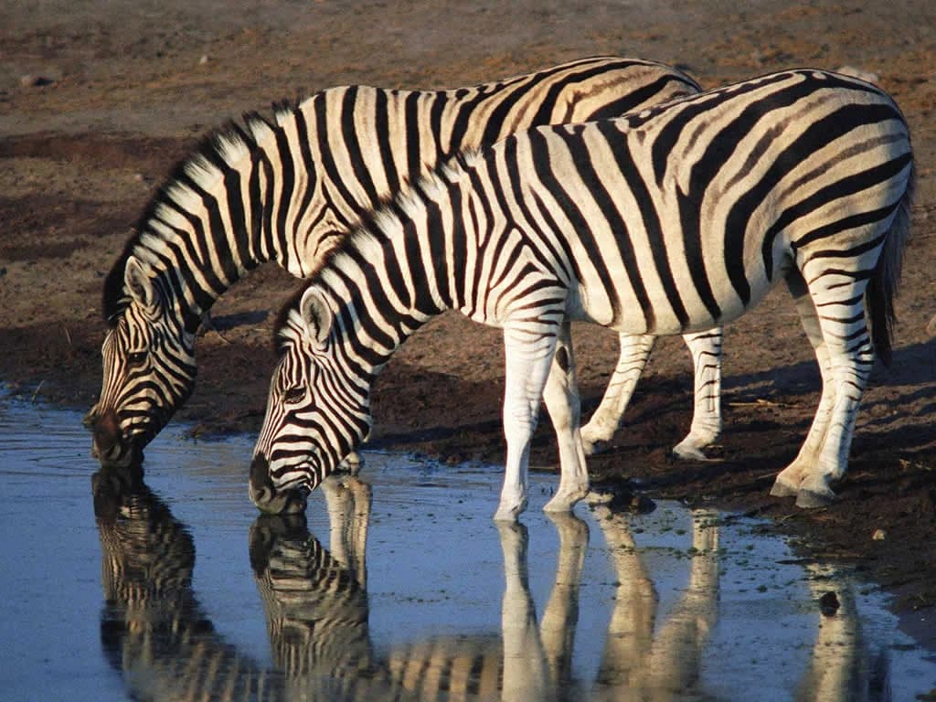 Burchell's Zebra
