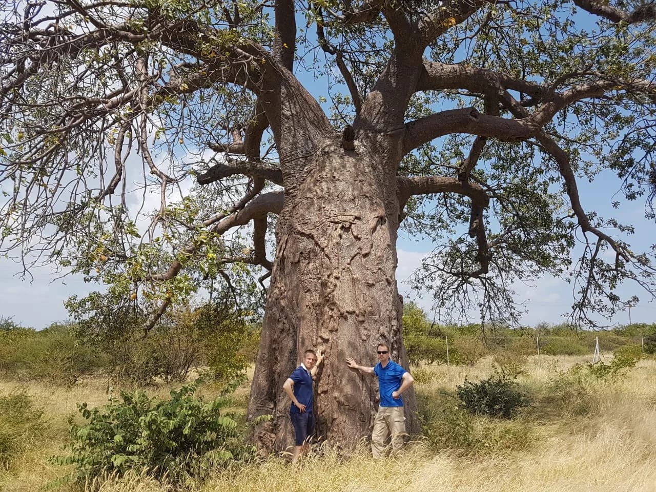 baobab tree