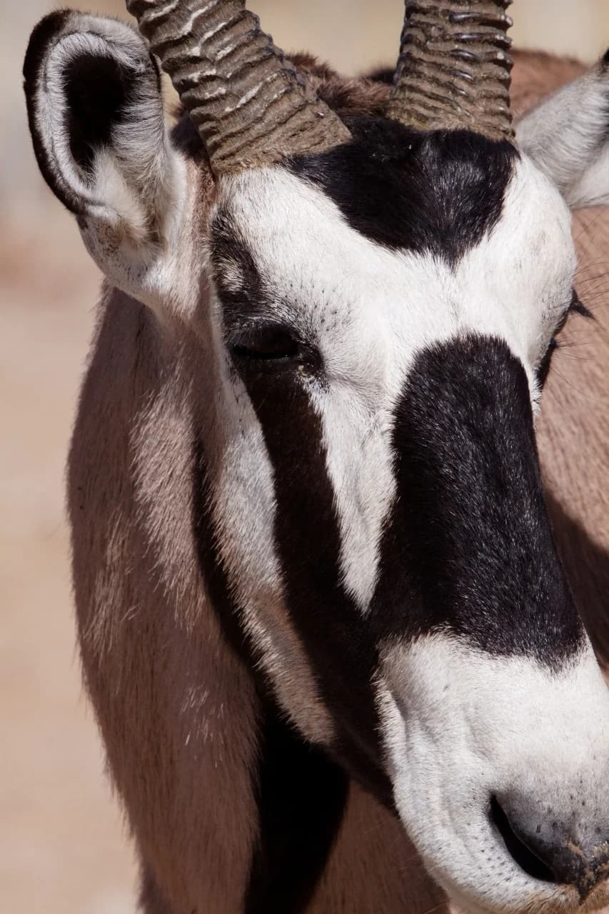 Gemsbuck (Oryx)