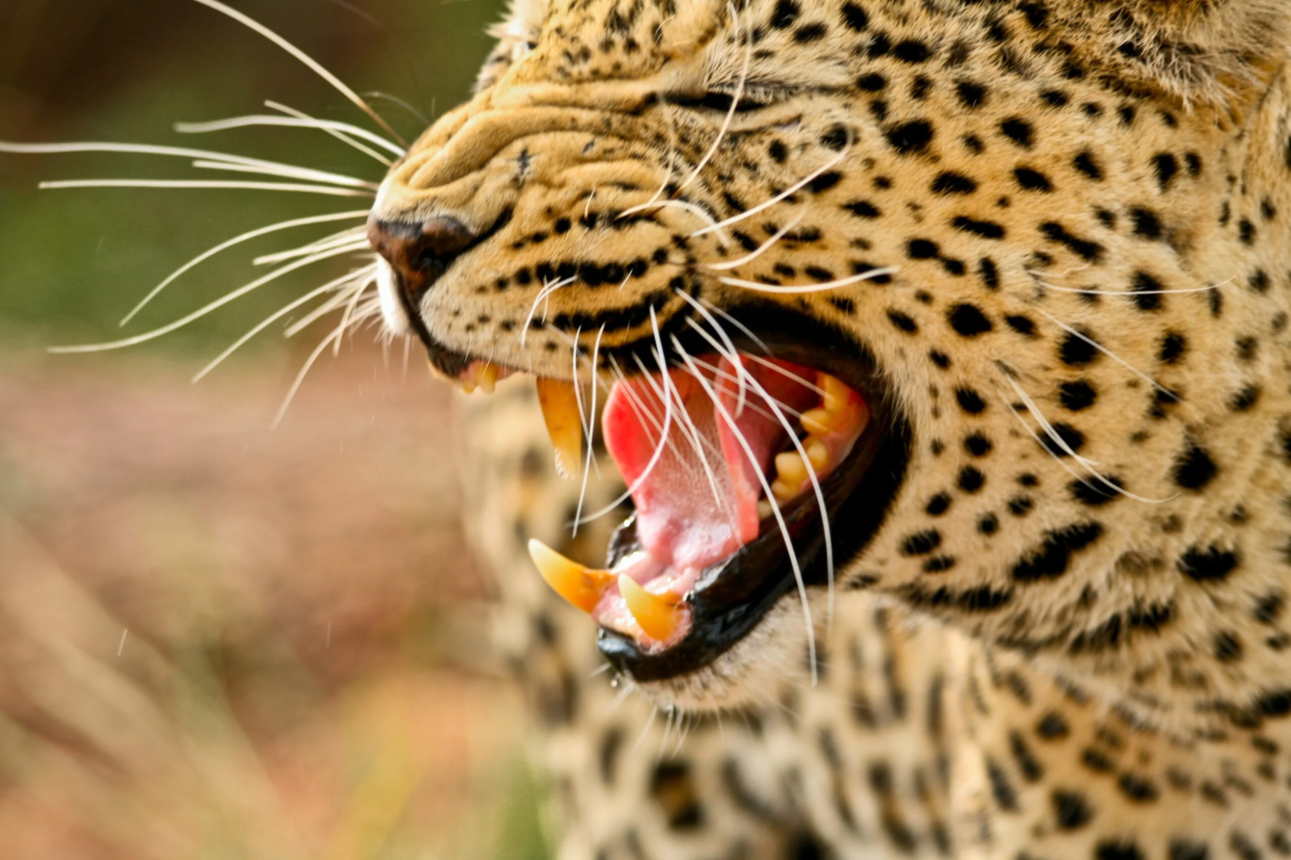 Leopard in tree - Kampvuur Safaris South African Adventure