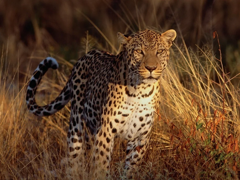 Majestic African Leopard in Natural Bushveld Sanctuary