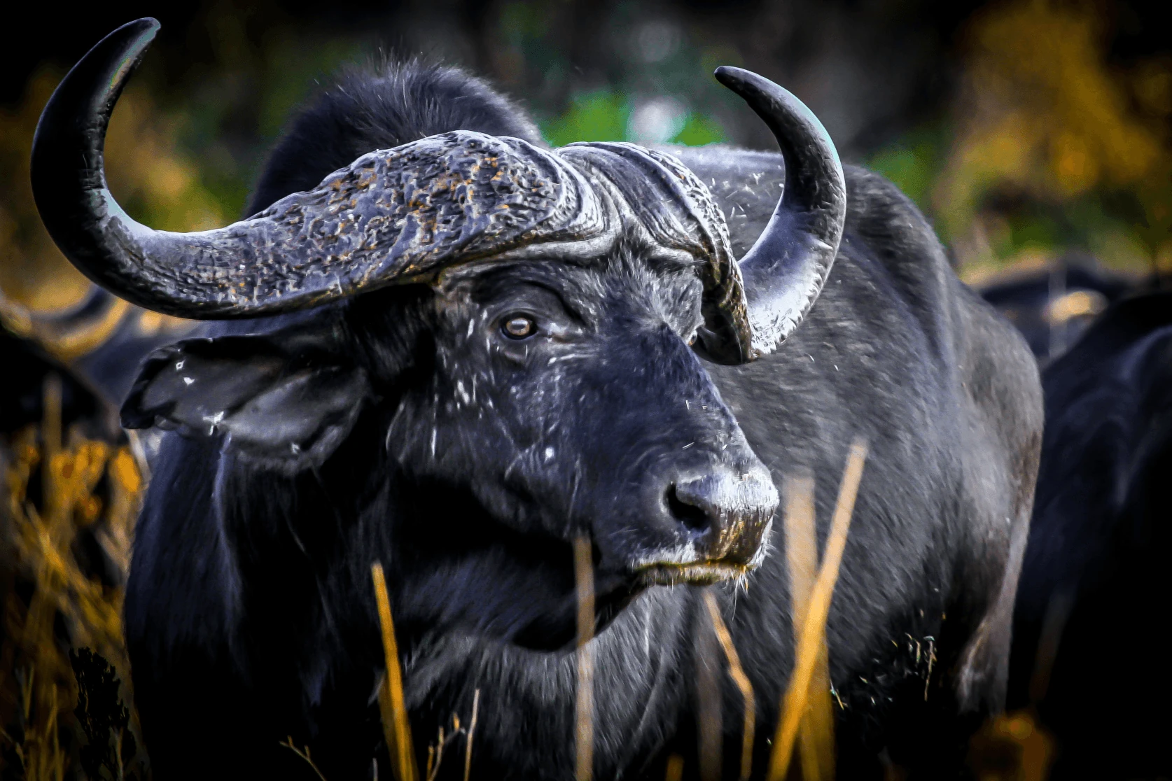 Cape Buffalo in African Wilderness