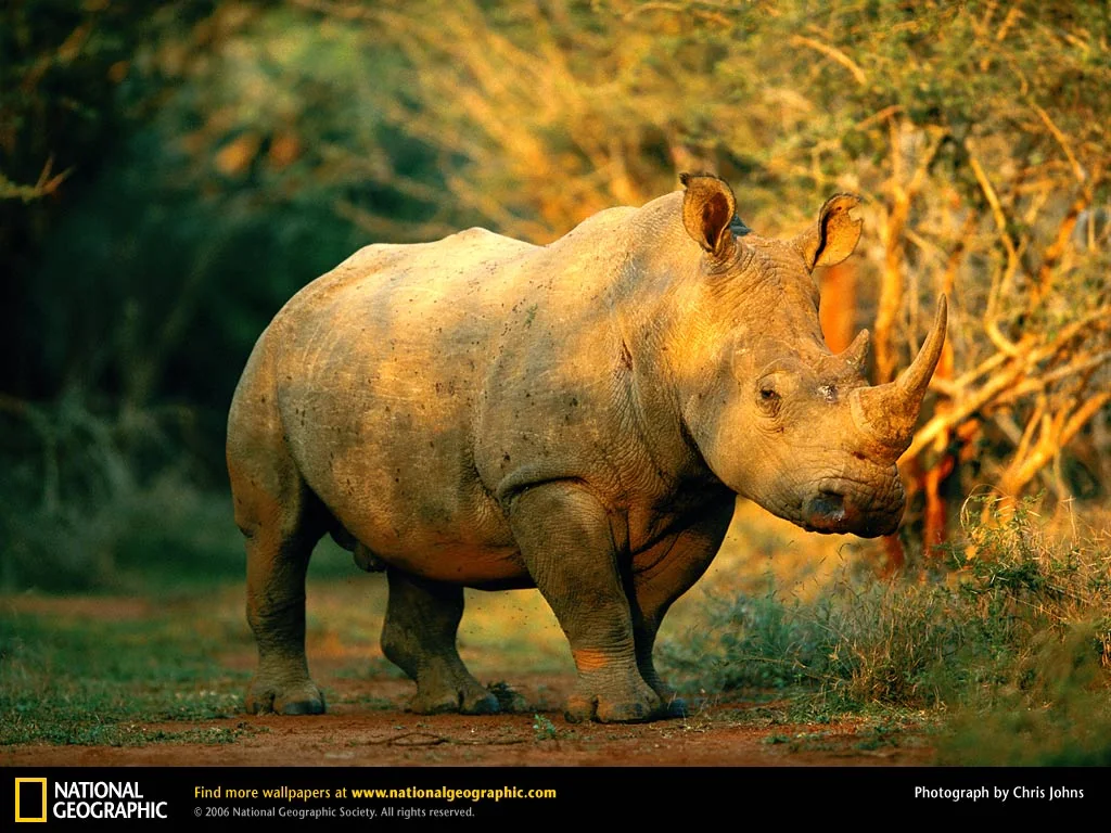 African Safari Bushveld Wilderness