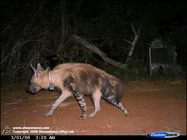 Nocturnal Remote Sensing · Brown Hyena at 3:20 AM