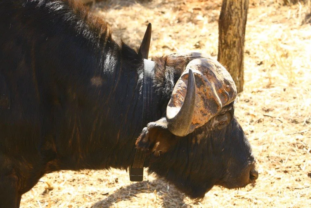 African Cape Buffalo bull fitted with heavy-duty satellite telemetry collar