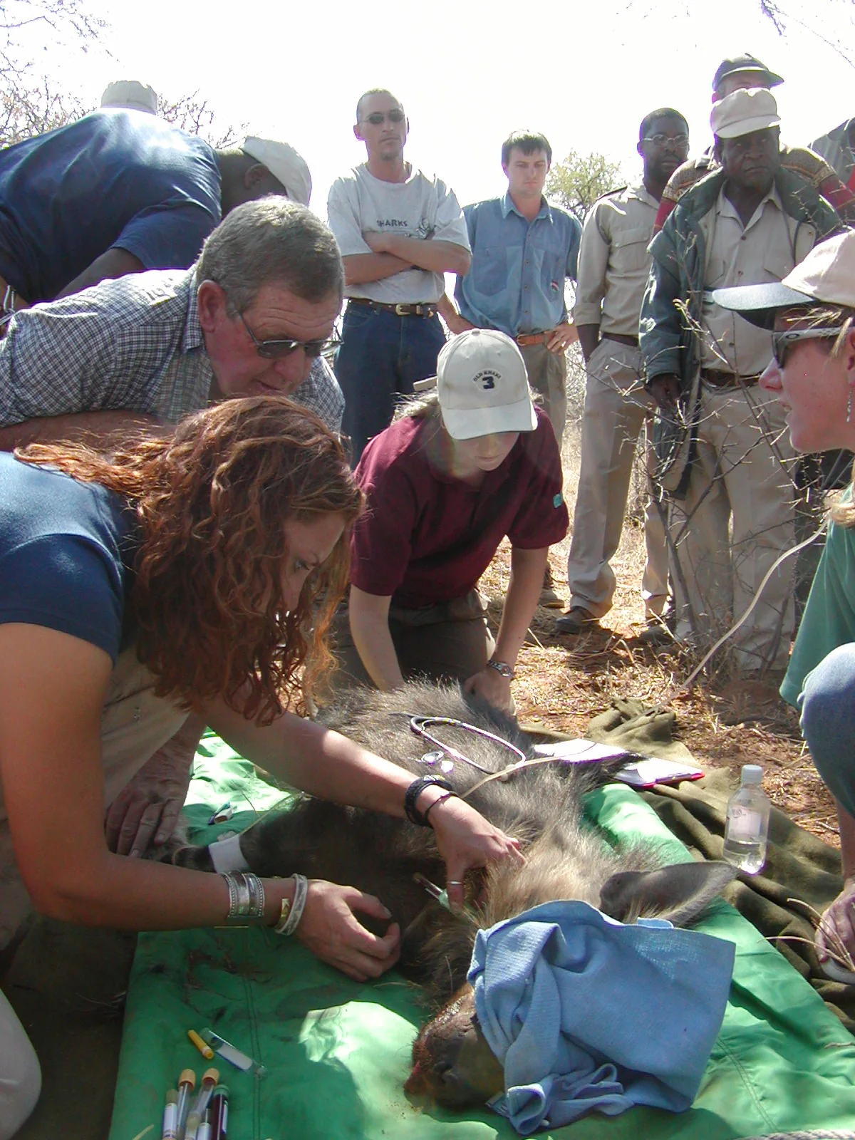 University research fellows and veterinarians conducting clinical examination on immobilized hyena