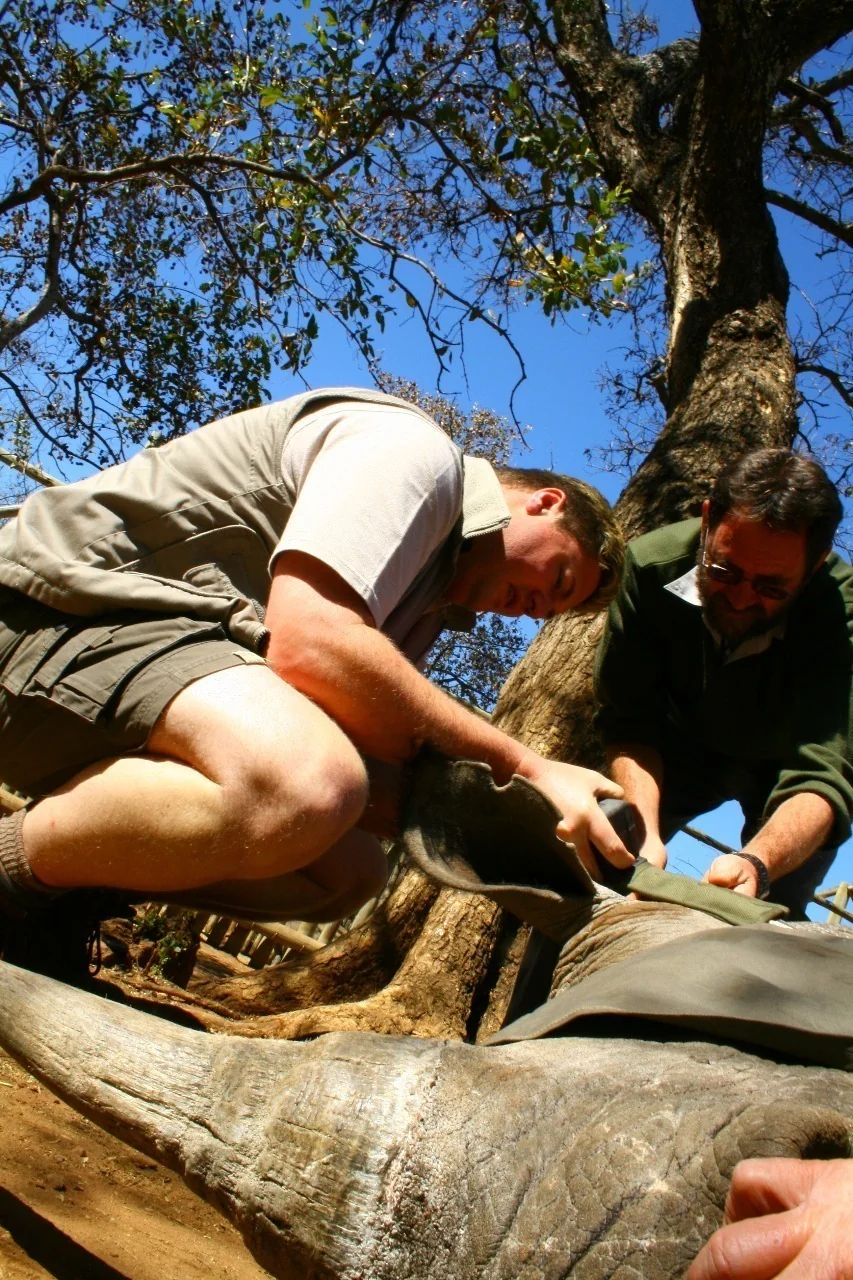 Lead Outfitter Gert J Meintjes fitting telemetry monitoring device to wild rhino with veterinarian