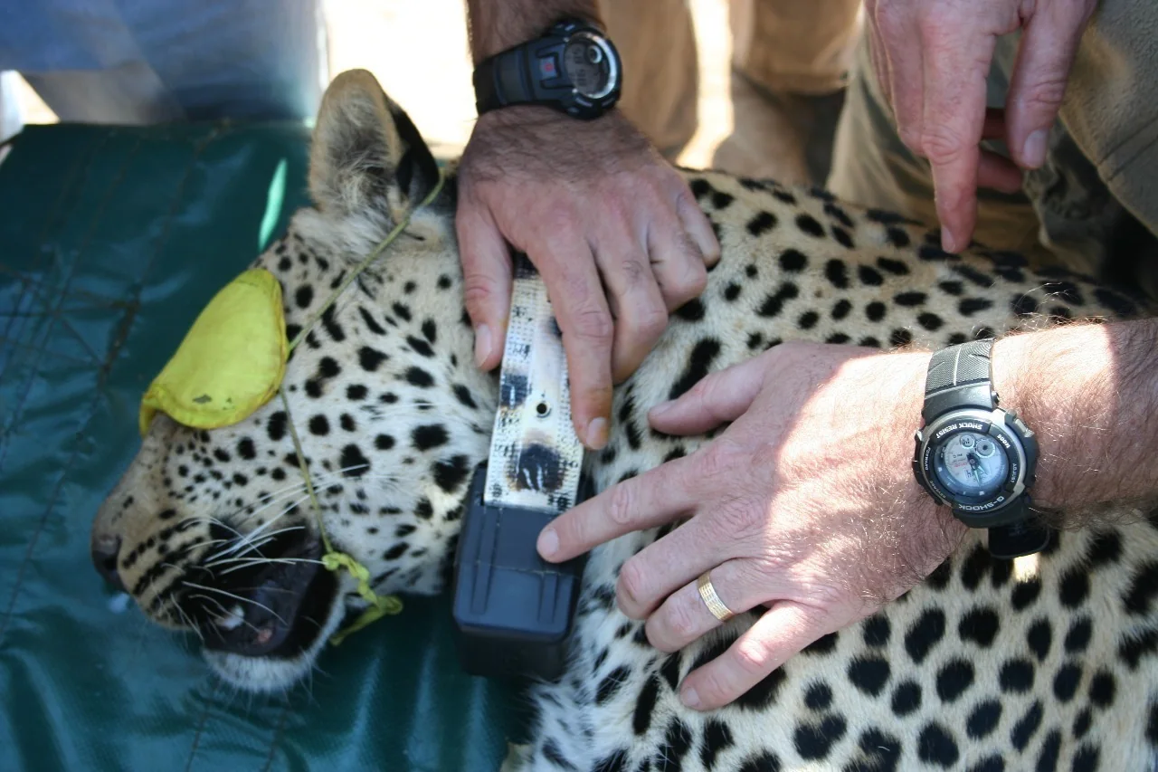 Veterinarian and research team fitting HOTGROUP satellite telemetry collar to immobilized wild leopard